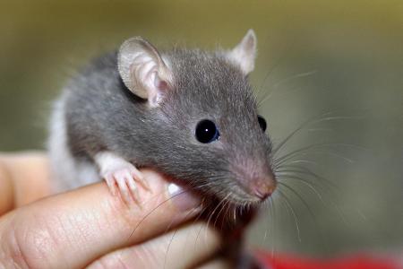 Ratte auf einer Hand, S�ugetier, McPBBO Rat on one hand, ma...