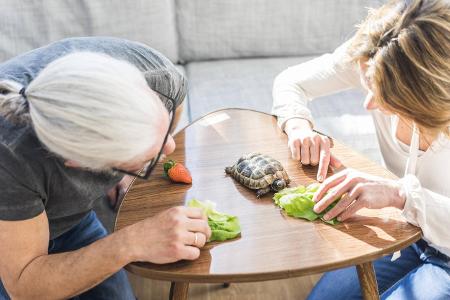 Mature couple feeding tortoise at home model released Symbol...