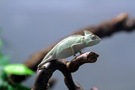 Reptilien zum Verkauf im Fachhandel Ein Cham�leon sitzt auf ...