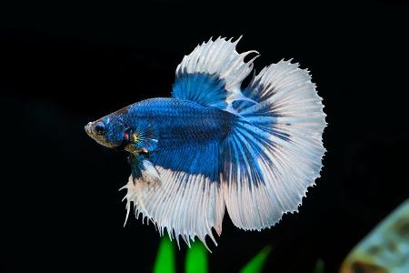 Siamesischer Kampffisch Betta splendens Halfmoon Butterfly, ...