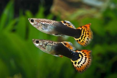 Guppy, Millionenfisch Poecilia reticulata, Lebistes reticul...