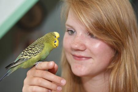 Wellensittich (Melopsittacus undulatus), gruener Vogel sitzt...