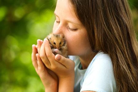 Angora Hamster - being held by girl PUBLICATIONxINxGERxSUIxA...