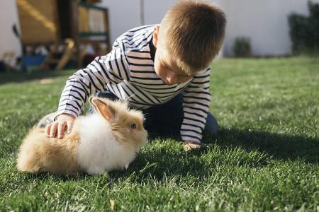 Little boy petting a bunny in garden model released Symbolfo...