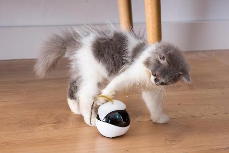 November 25, 2019 A robot companion for you cat that allows...