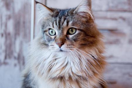 Maine Coon, Maine-Coon-Katze, Amerikanische Waldkatze (Felis...