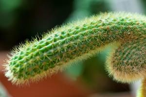 Sommer-Penis: Darum wirkt der Penis größer 