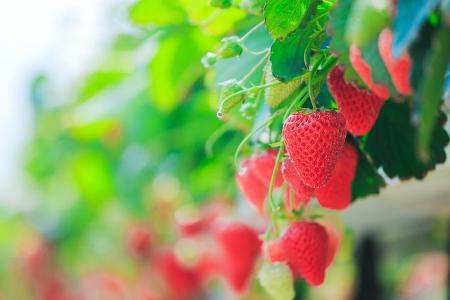 Können Sie diese Lebensmittel erkennen? Erdbeeren
