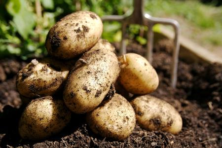 Können Sie diese Lebensmittel erkennen? kartoffeln