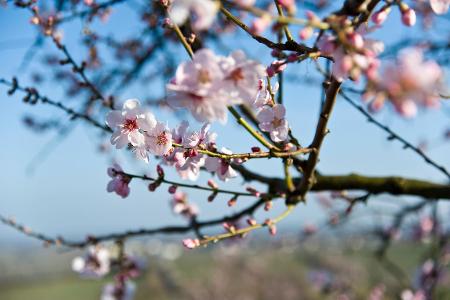 Können Sie diese Lebensmittel erkennen? Mandelblüte