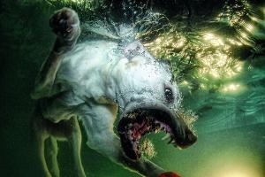 Irre Bilder: Hunde unter Wasser