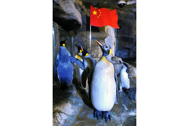 pinguin china flagge
