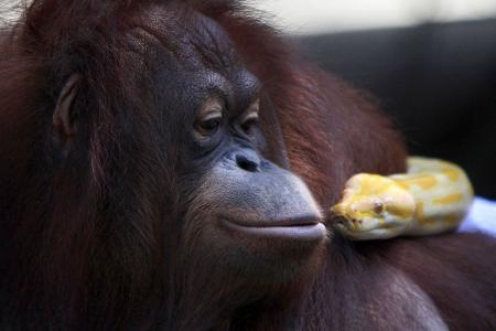 orang utan python