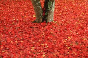 indian summer