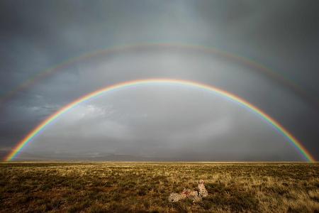 Kim Stevens - Karoo Thunderstorm.jpg
