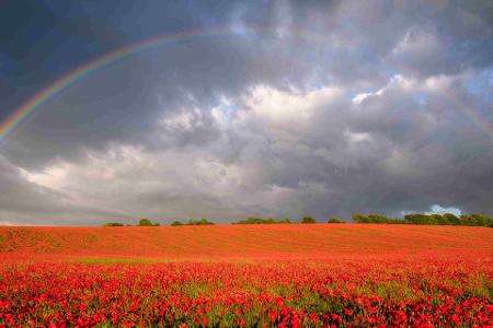 Stu Meech - Rainbow Poppies.jpg