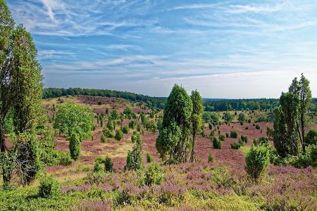 Lüneburger Heide_Pixabay.jpg