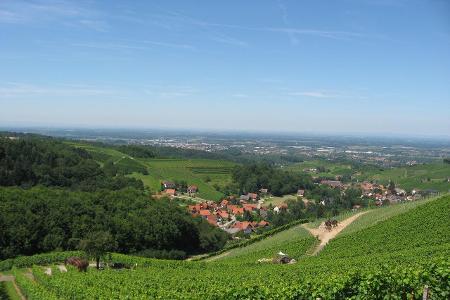 Kirsch- Scheureben- Schwarzriesling- platz.JPG