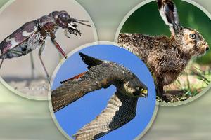 Potz Blitz: Die schnellsten Tiere der Welt
