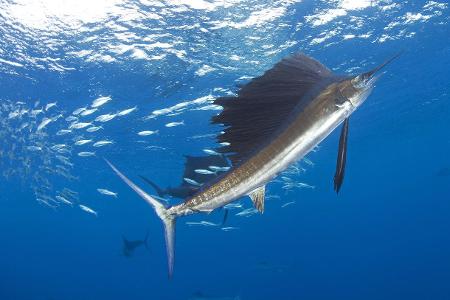 Fächerfisch imago Nature Picture Library.jpg