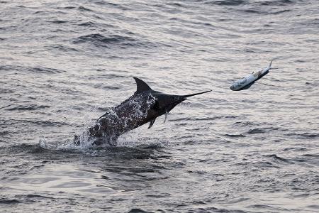 Marlin imago robertharding.jpg