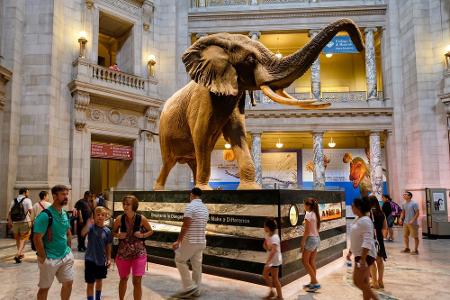 Zurück nach Washington D.C., genauer gesagt ins National Museum of Natural History, das sich ebenfalls in der National Mall ...