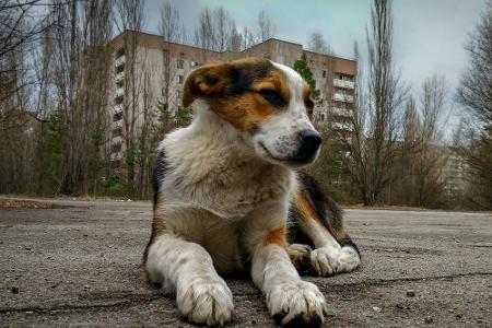 ... und mit wilden Hunden, die auf der Suche nach Nahrung vereinzelt durch die Straßen ziehen.