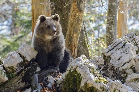 Survival Tipps: So überleben Sie in der Wildnis