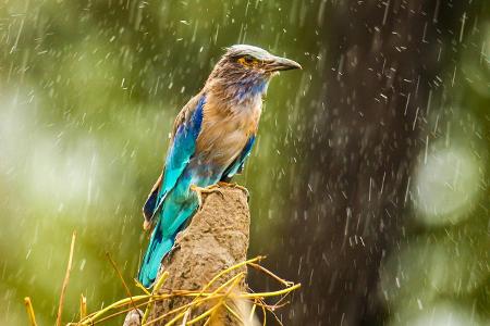 Survival Tipps: So überleben Sie in der Wildnis