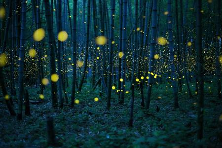 131057228763874153_c-Kei-Nomiyama-Japan,-Open-Photographer-of-the-Year,-2016-Sony-World-Photography-Awards.jpg