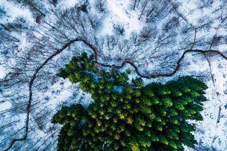 1st Prize Winner category Nature_Wildlife Kalbyris forest Denmark by Mbernholdt.jpg
