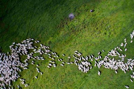 2nd Prize Winner category Nature_Wildife Swarm by Szabolcs Ignacz.jpg
