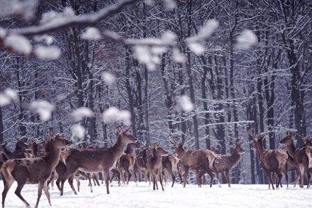 rehe
