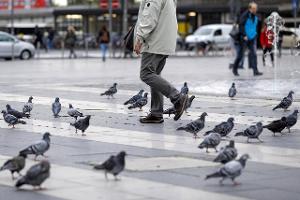 Darum hat man noch nie ein Tauben-Küken gesehen