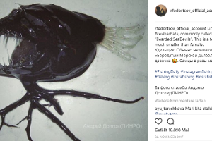 Die unglaublichsten Kreaturen aus der Tiefsee