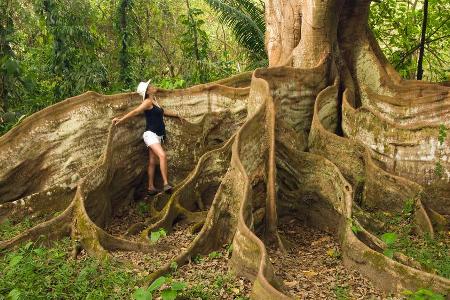 Riesenbaum in Naturpardies Costa Rica