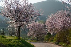 Ein Frühlingstraum in Rosa: Die Mandelblüte in der Pfalz