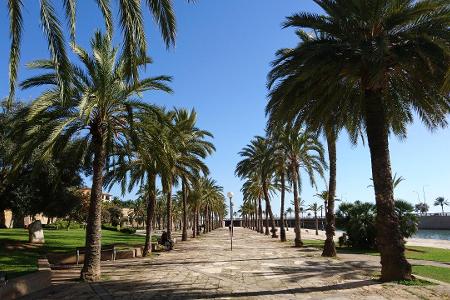 8_Palmen Mallorca_(c)_Pixabay.jpg