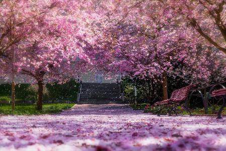 cherry tree park getty.jpg