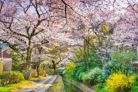 Philosophenweg Kyoto Getty.jpg
