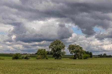 Die Brie ist eine Landschaft und ehemalige Grafschaft in Frankreich. Sie befindet sich im zentralen Norden des Landes. Feins...