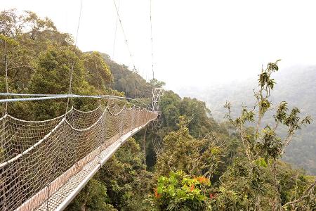 Ruanda öffnet - zu sehen ist der Nyungwe Baldachin Gehweg