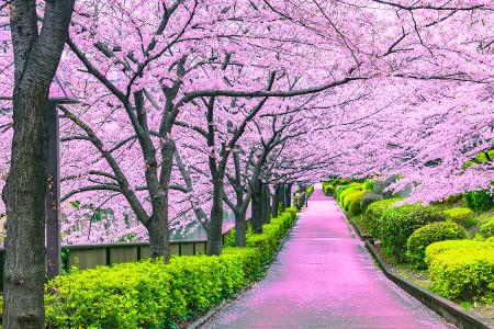 Japan Kirschblüte in Tokyo