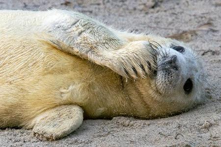 Robbenbabies Rekord auf Helgoland 425 Robbenbabies sind aktu...