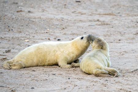 Robbenbabies Rekord auf Helgoland 425 Robbenbabies sind aktu... (1)