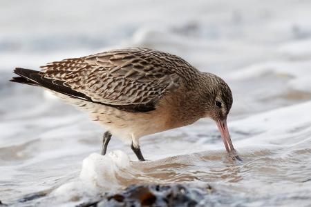 Bar-tailed Godwit (Limosa lapponica) foraging, Schleswig-Hol...