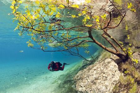 Im Grünen See gehen auch die Bäume baden