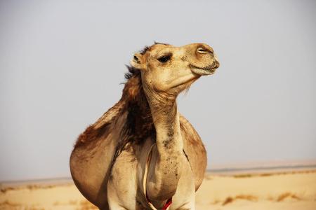 Kuriose Fakten aus Nordamerika: ungewollte Kamelplage