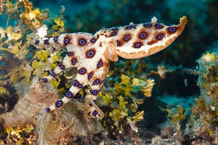 Blaugeringelte Kraken sind die giftigsten Kraken der Meere