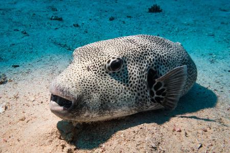 Kugelfische haben giftige Eingeweide